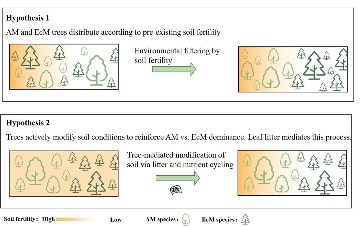 土壌肥沃度が温帯林における菌根樹種の分布を決定（Soil Fertility Shapes Distribution of Mycorrhizal Tree Types in Temperate Forests）