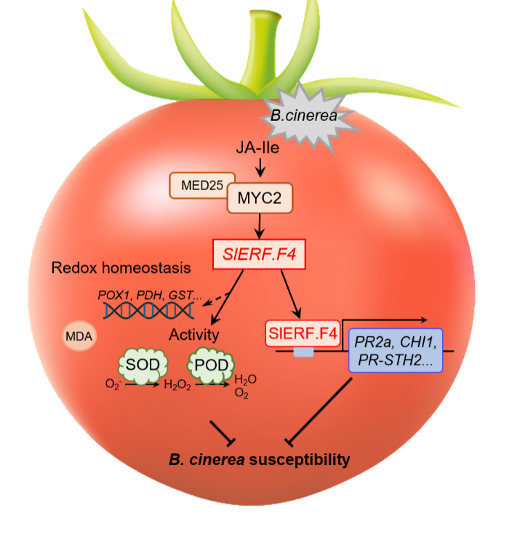 トマトの灰色かび病耐性を強化する転写因子SlERF.F4の発見（Key Transcription Factor SlERF.F4 Found to Strengthen Tomato Resistance to Gray Mold）