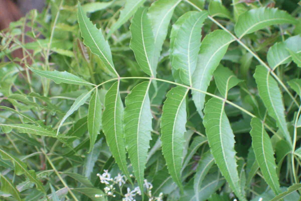 Study Reveals How Gene Loss Drives Terpene Diversity in Meliaceae