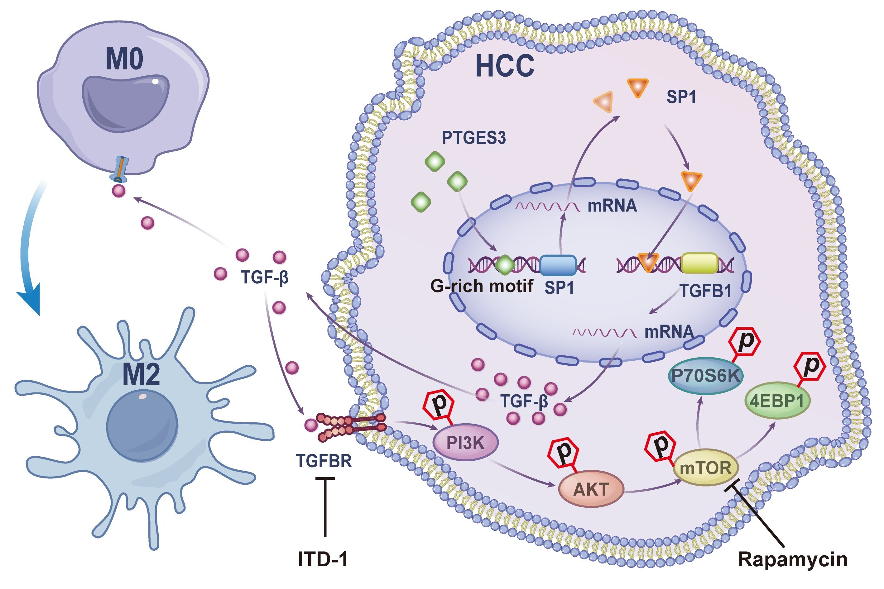Researchers Uncover New Role of PTGES3 in Liver Cancer Growth and Immune Evasion