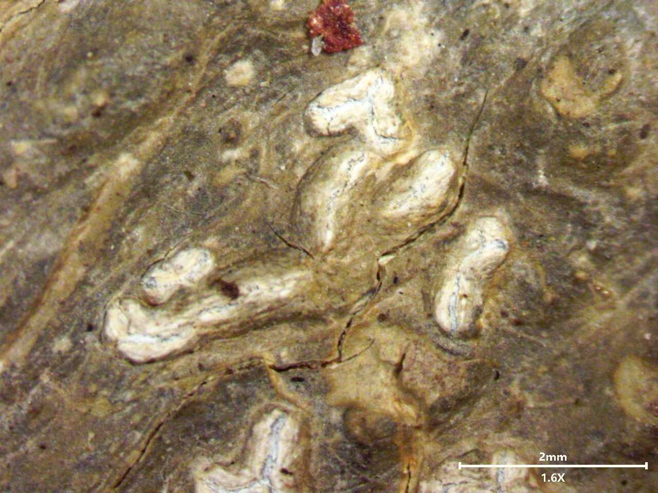 中国南部で新種の地衣類を発見（New Lichen Species Found in Southern China）