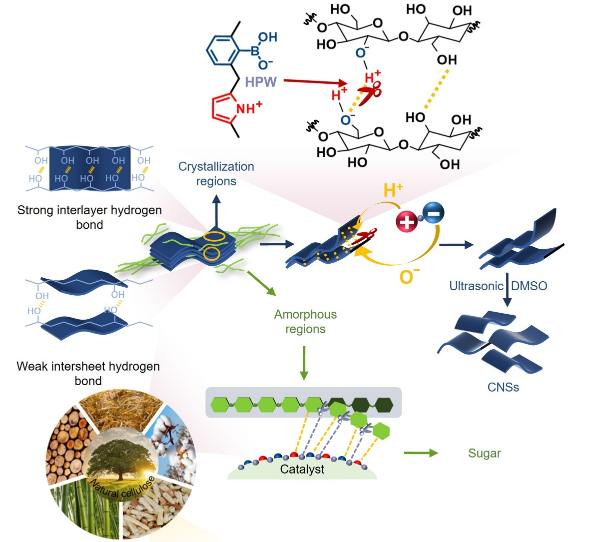 天然セルロースから二次元ナノシートを抽出（Scientists Extract Two-Dimensional Cellulose Nanosheets from Native Cellulose）