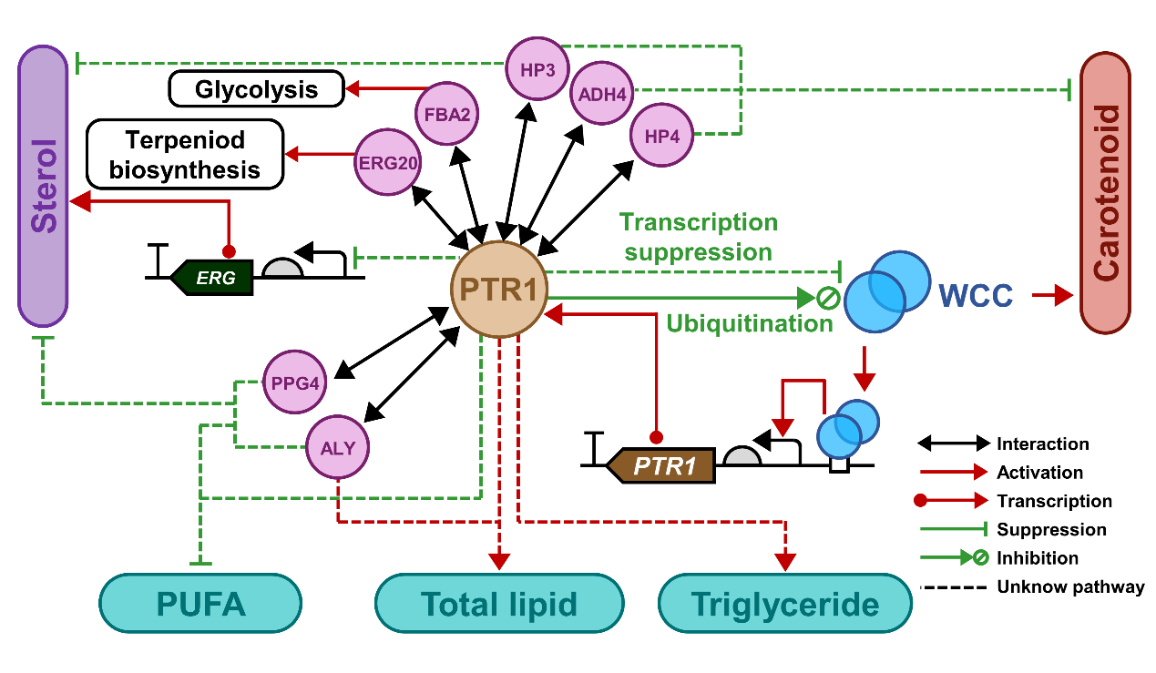 酵母代謝を制御する分子スイッチの特定（Scientists Identify Molecular Switch That Coordinates Yeast Metabolism）