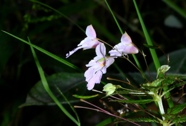 New <em>Impatiens </em>Species Discovered in Western Qinghai-Tibet Plateau