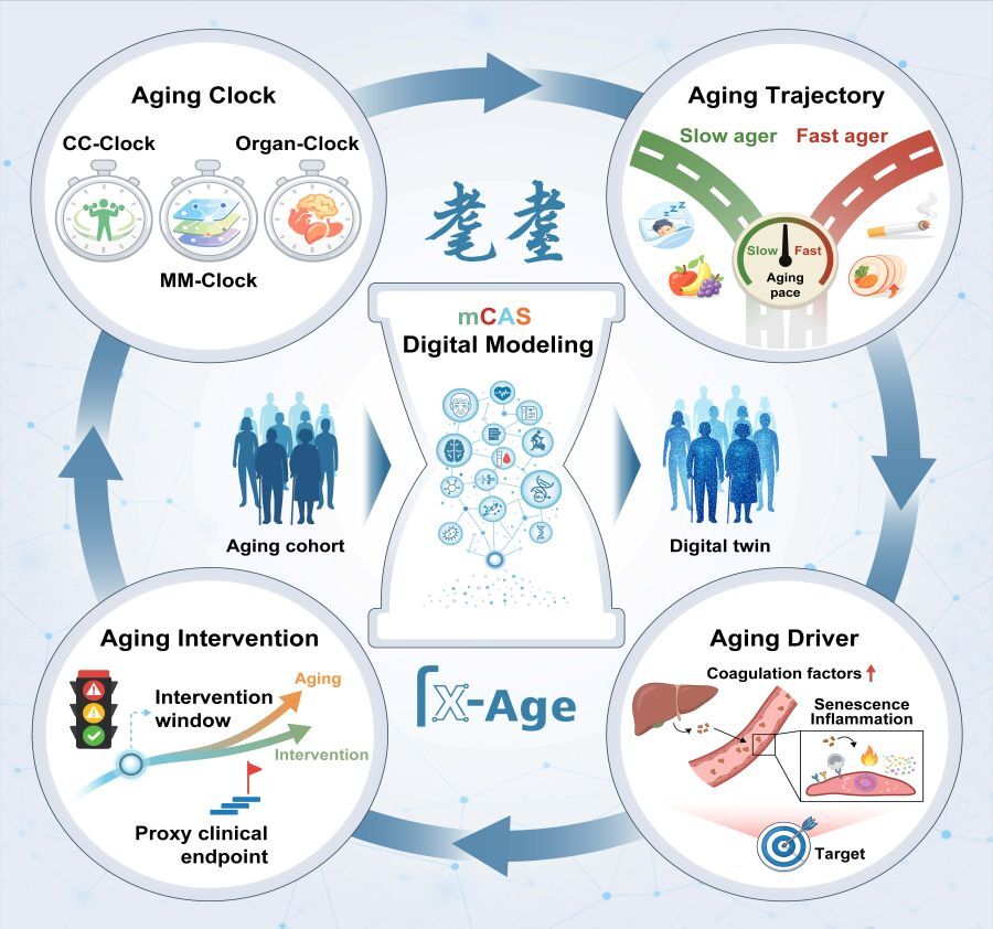 Scientists Develop 'Aging Clocks' to Measure Body Decline