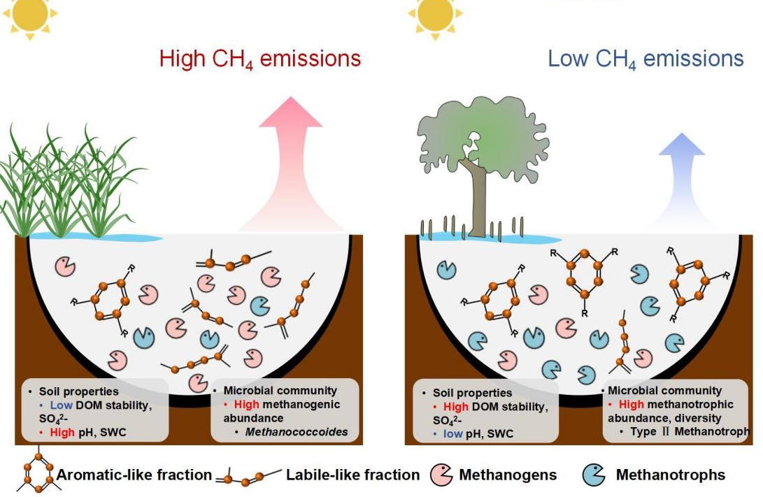 <em>Spartina alterniflora</em> Invasion Weakens Carbon Sequestration in Coastal Wetlands