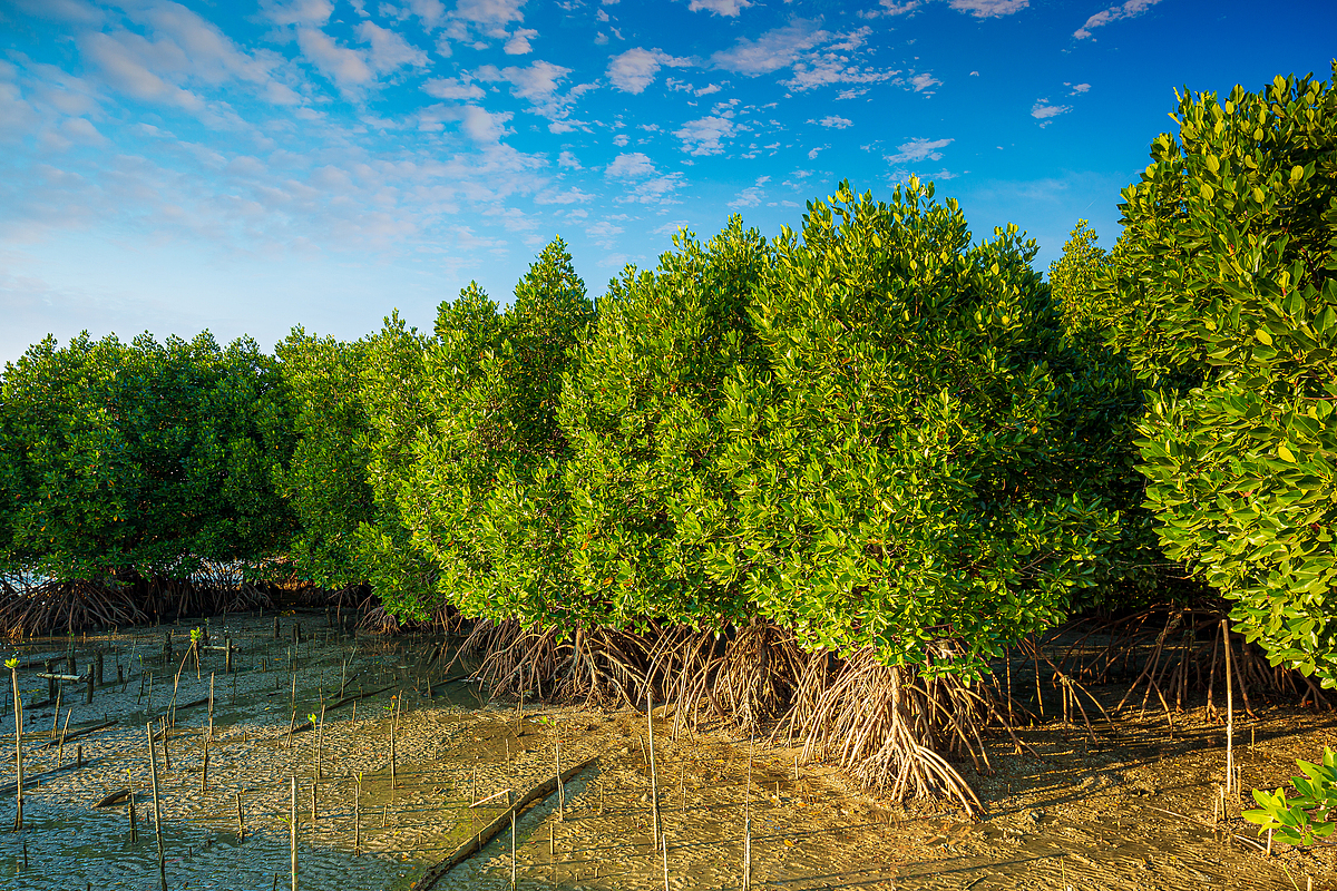 Mangroves Survive Salt and Drought by Putting Hydraulic Safety First