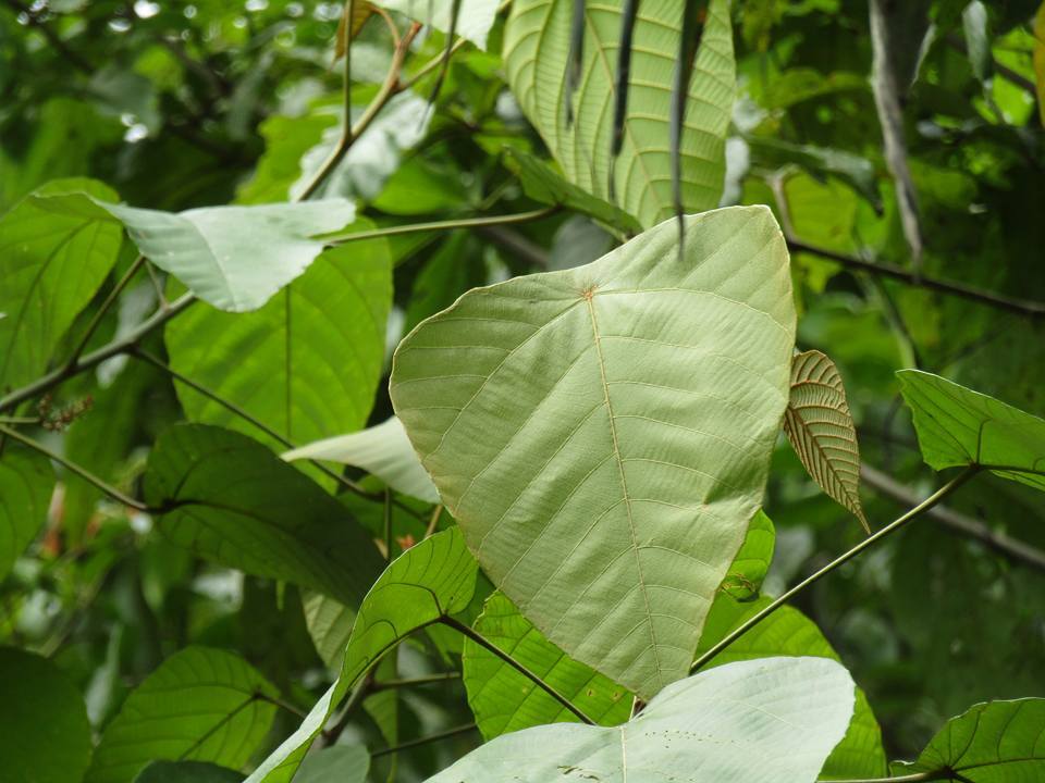 Genomes of Two Macaranga Plants Reveal Molecular Mechanisms of Nervonic Acid Accumulation