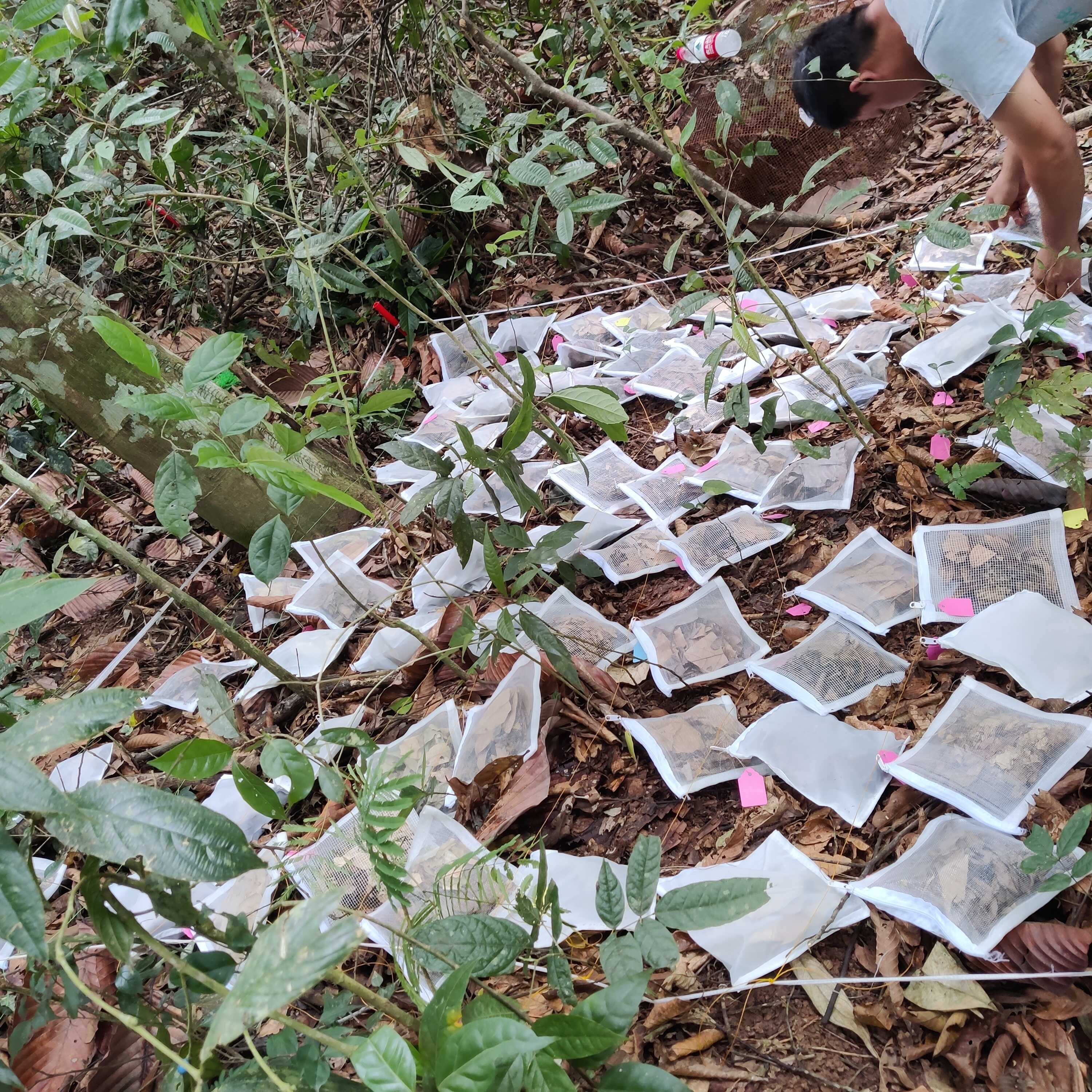 土壌動物と落葉特性の相互作用が分解動態を制御することを解明 （Interactions Between Soil Fauna and Litter Traits Drive Decomposition Dynamics）