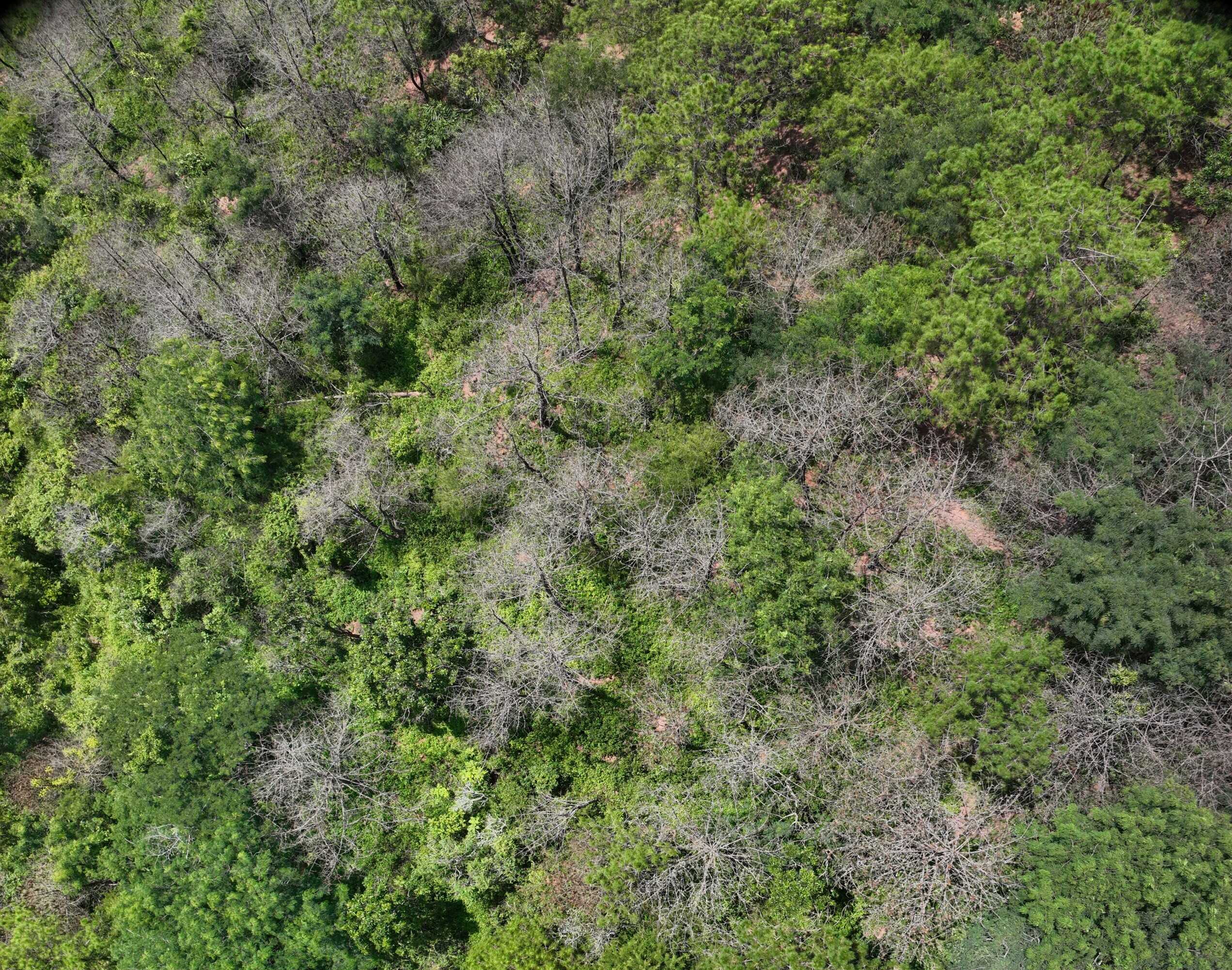 森林衰退は樹種ごとに異なる脆弱性経路を反映（Forest Dieback Reflects Species-Specific Vulnerability Pathways）