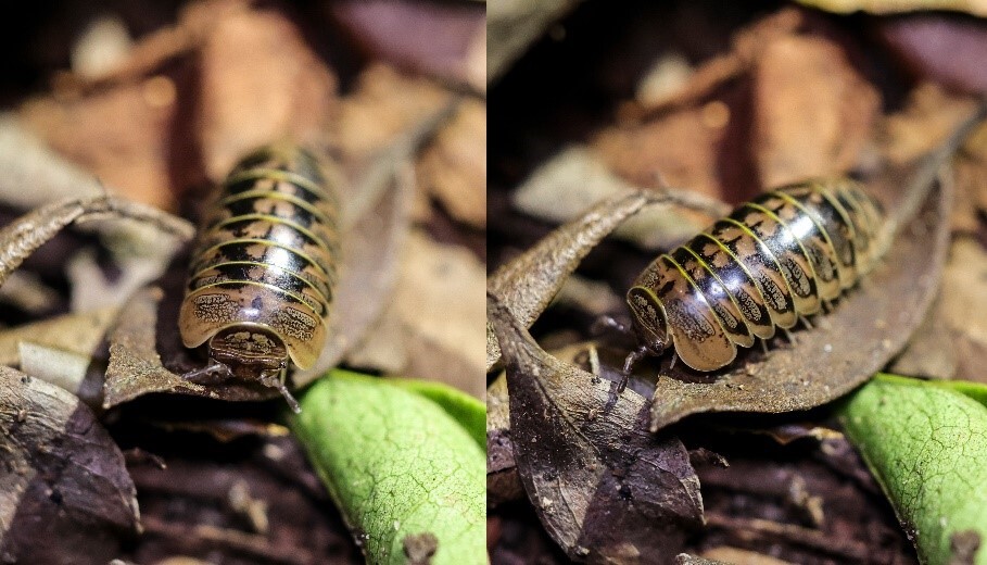 New Glomeridae Species Discovered in South China Fills Zoogeographic Gap in Millipedes