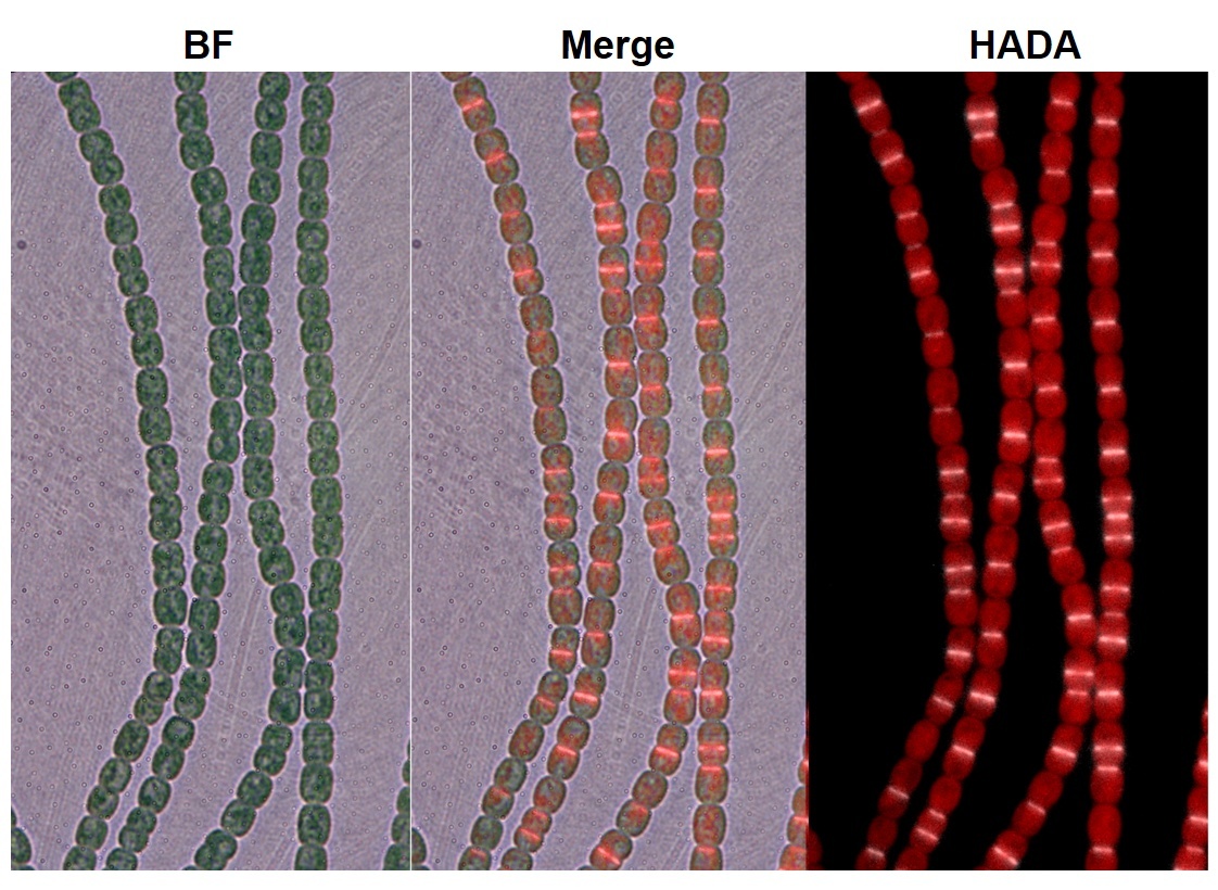 シアノバクテリアの細胞運命を制御する二重閾値c-di-GMP系を解明 （Study: Dual-Threshold c-di-GMP System Controls Cell Fate of a Cyanobacterium）