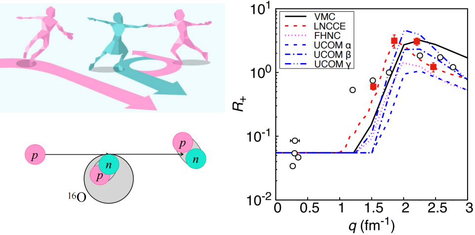 Researchers Uncover Tensor-Force-Driven Nucleon-Nucleon Short-Range Correlations in Atomic Nuclei—-Chinese Academy of Sciences  english.cas.cn