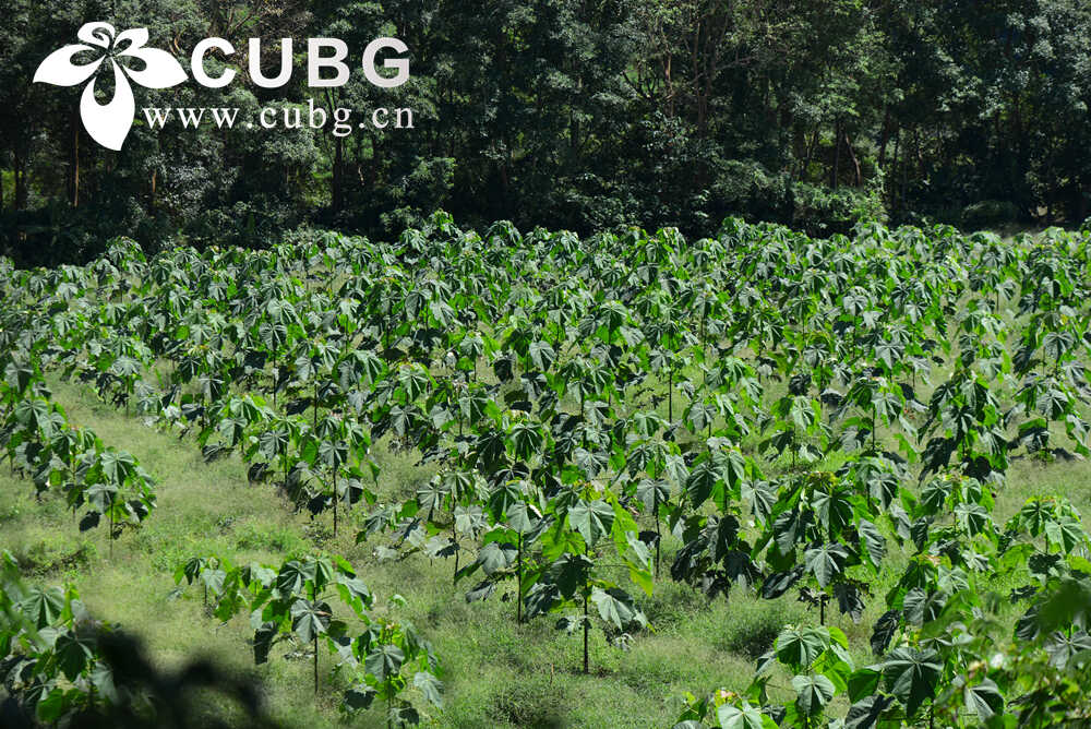 Balsa Wood Trees Adopt Age-dependent Water Use Strategy to Support Growth