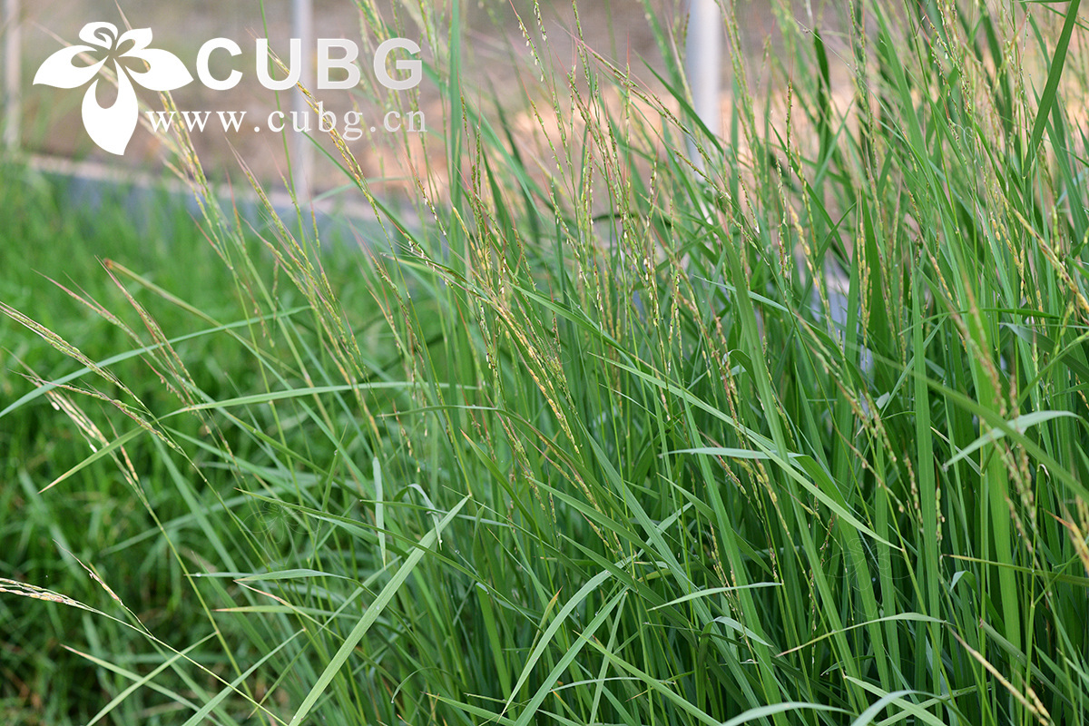 Study Reveals How Wild Rice Responds to Cold Stress