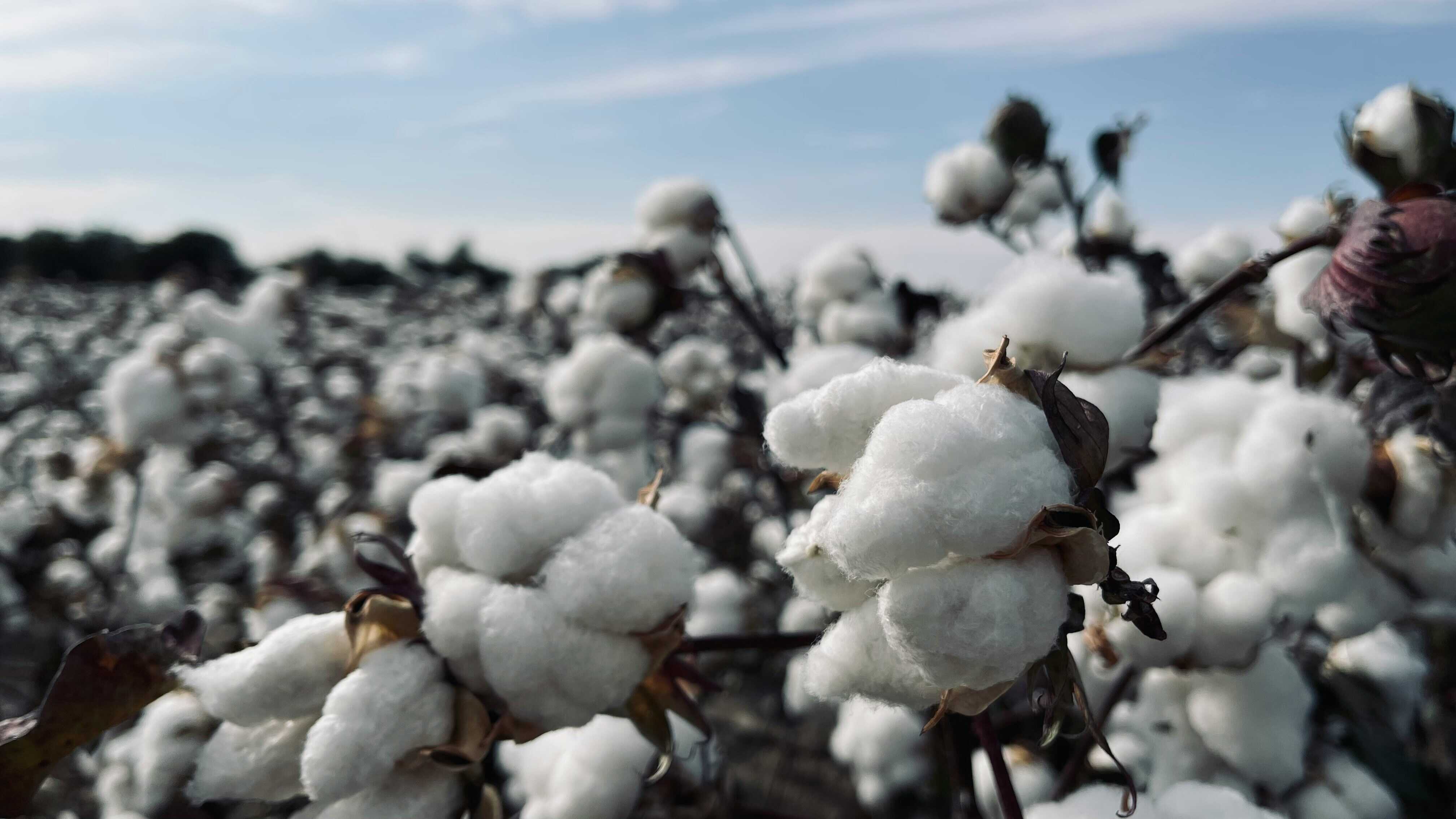 New Method Enables Early‑Season Cotton Mapping in Xinjiang