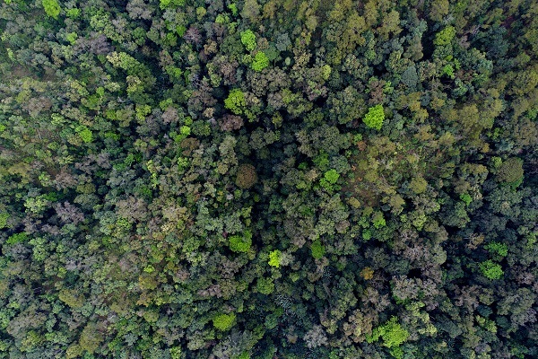 Sunlight Shapes Tropical Forest Responses to Intensifying Droughts