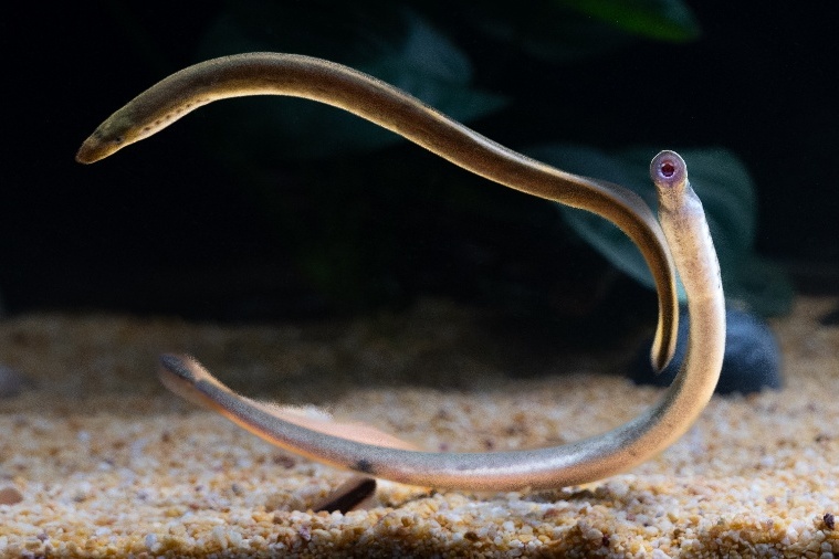 Lamprey Brain Atlas Uncovers Ancestral Blueprint of Vertebrate Brain