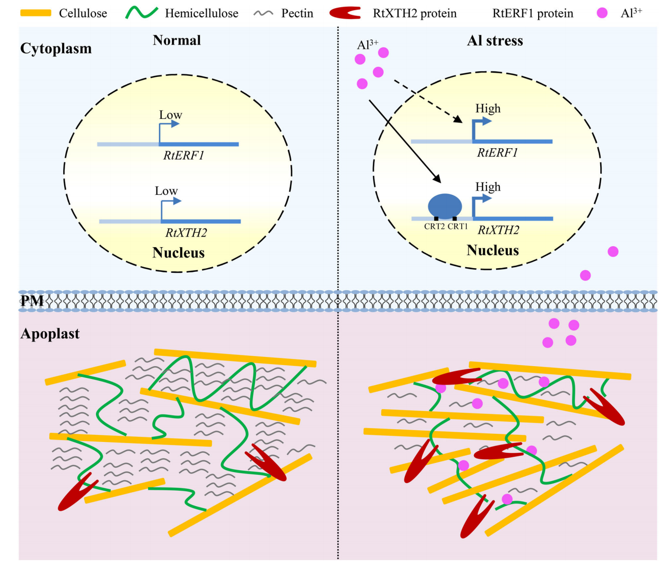 細胞壁リモデリングによる R. tomentosa のアルミニウム耐性機構を解明（Study Reveals Aluminum Tolerance Mechanism in R. tomentosa via Cell Wall Remodeling）