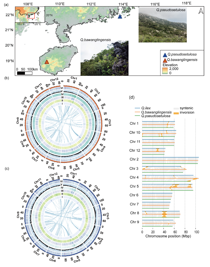 絶滅危惧島嶼オークの進化経路をゲノム研究で解明（Genomics Study Reveals How Endangered Island Oaks Exhibit Contrasting Evolutionary Paths）