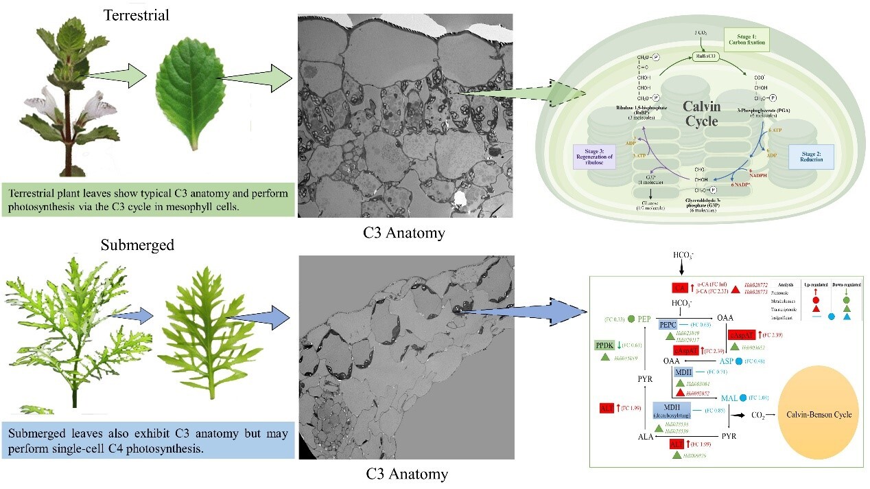 両生植物 H. difformis の柔軟な炭素濃縮機構を解明（Study Reveals Flexible Carbon-Concentrating Mechanisms in Amphibious Plant H. difformis）