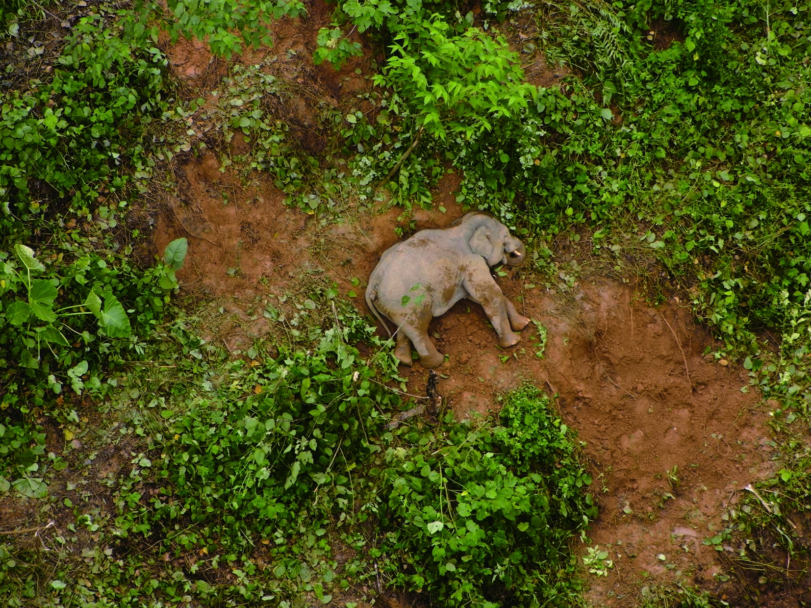 Infrared Drones Proved Effective for Tracking Asian Elephants and Preventing Human-Elephant Conflicts