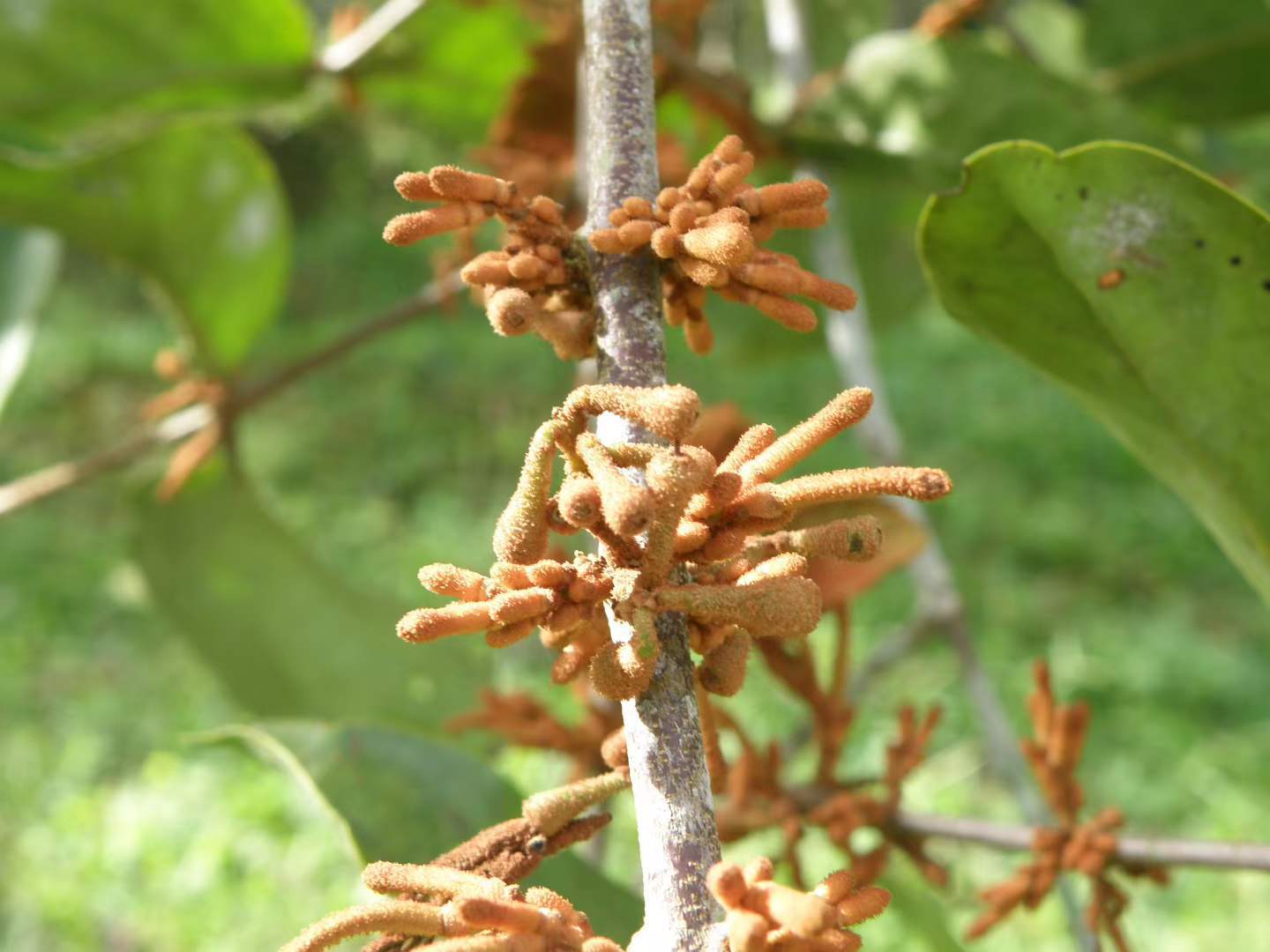 Drought Resistance of Mistletoes Depends on Hydraulic Limits of Their Hosts