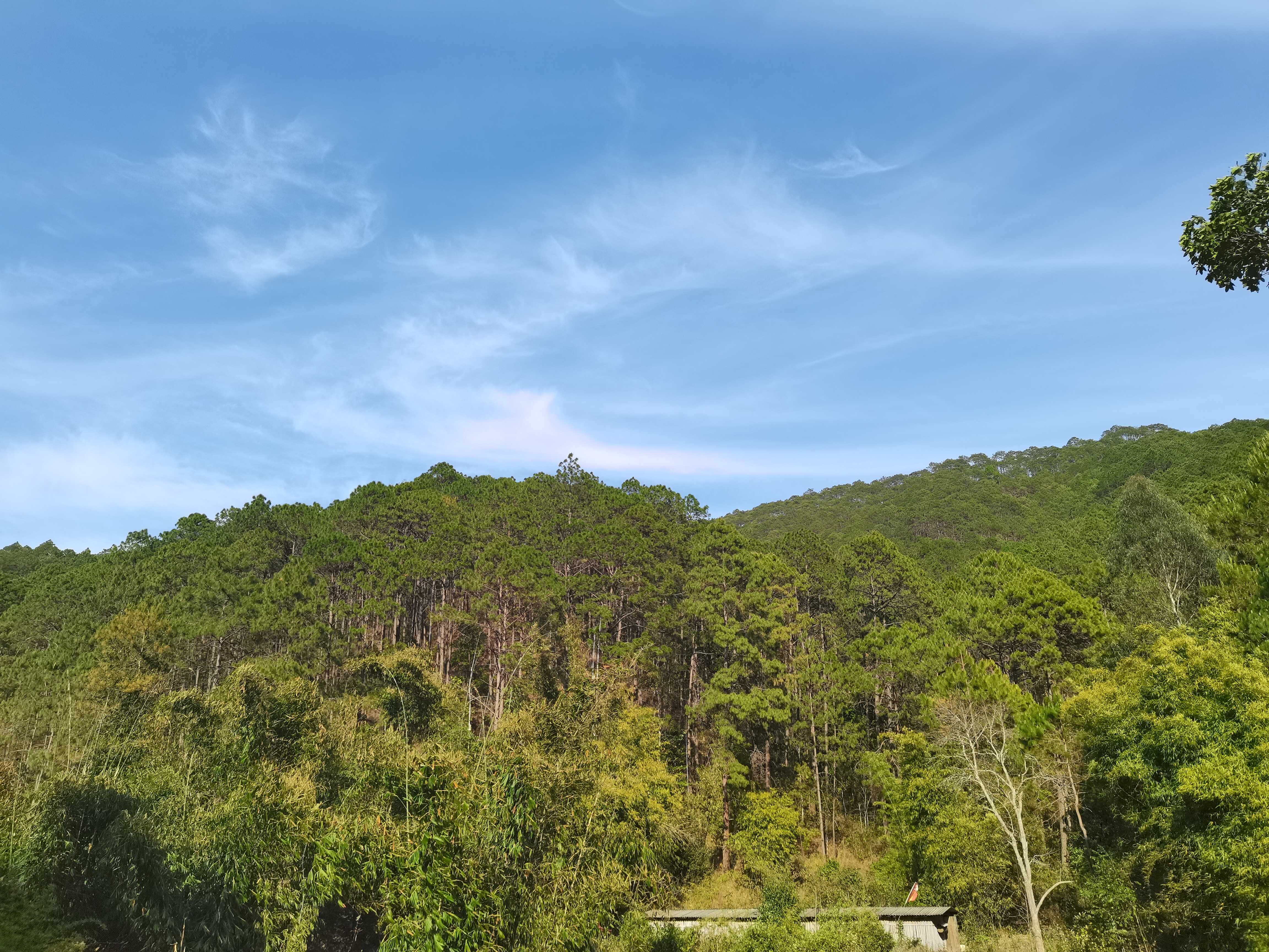 How Do Southeast Asian Pine Forests Respond to Extreme Drought?