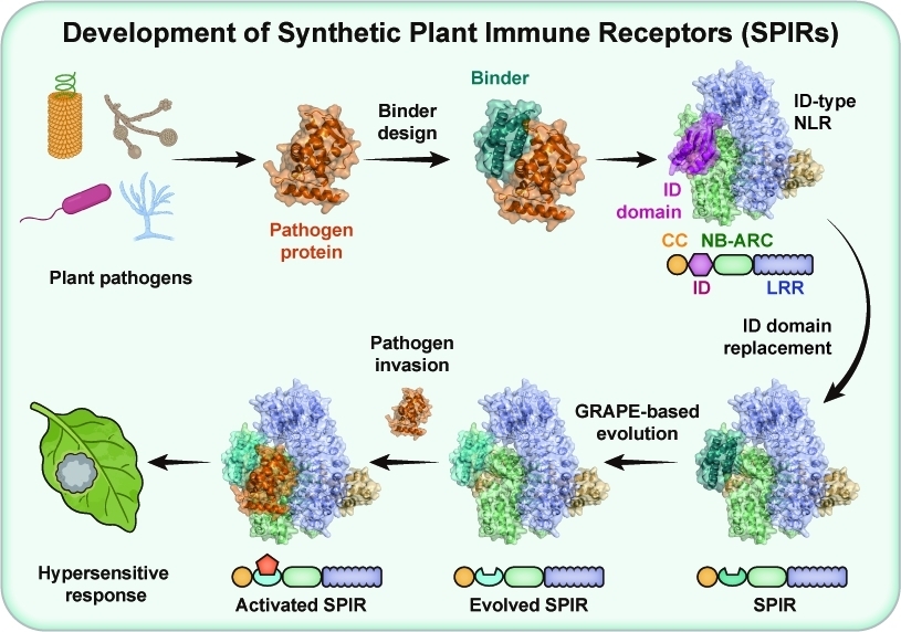 Researchers Enable Programmable Design of Synthetic Plant Immune Receptors