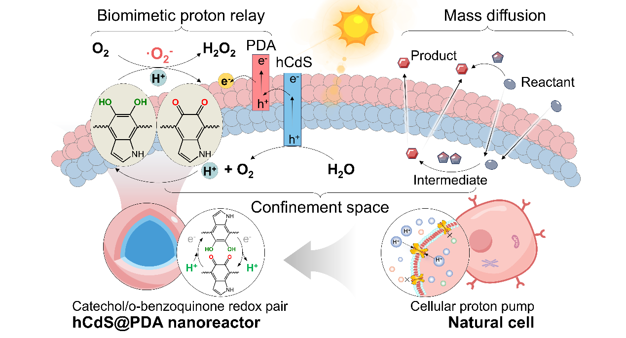 人工光合成を高効率化する生体細胞模倣ナノリアクター （Nanoreactor Mimics Living Cells for Enhanced Artificial Photosynthesis）