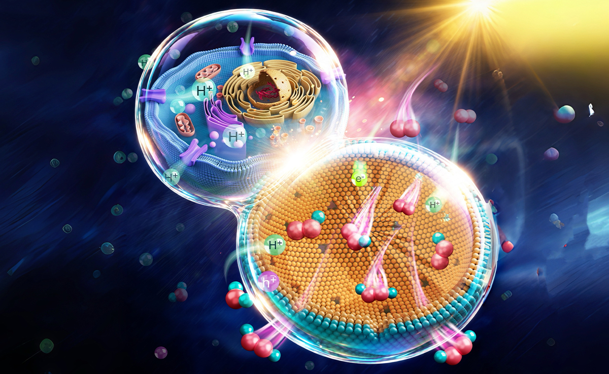 Nanoreactor Mimics Living Cells for Enhanced Artificial Photosynthesis