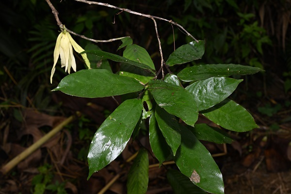 <em>Meiogyne monogyna </em>Reinstated as A Distinct Species and Newly Recorded in China