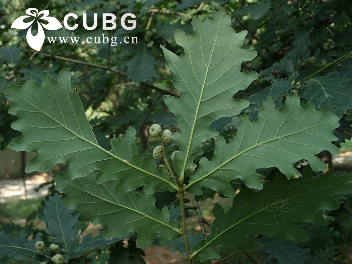 Oak Leaves Harbor Distinct Microbial Worlds on Their Opposite Surfaces