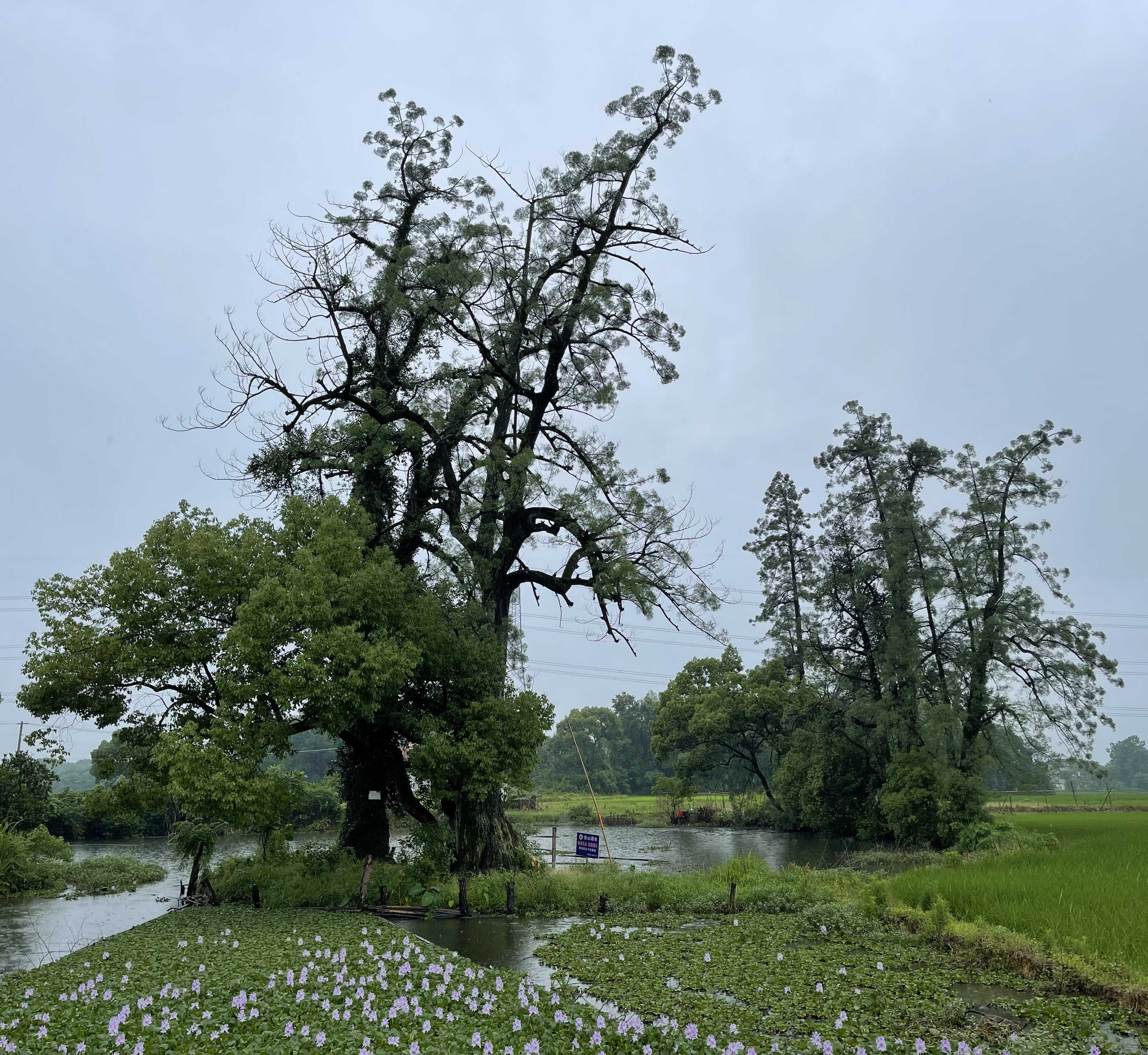Population History, Not Age, Determines the Genomic Importance of Ancient Trees