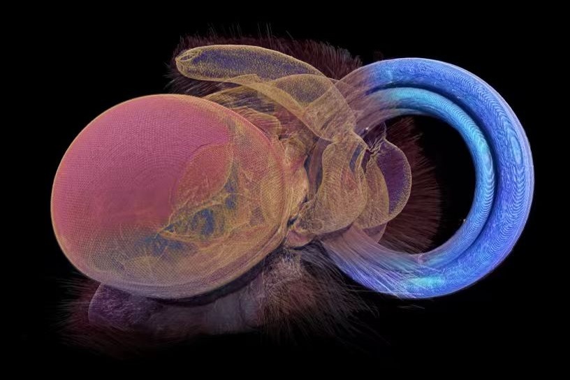 Butterfly-Inspired Technology Could Change the Way We Monitor Air