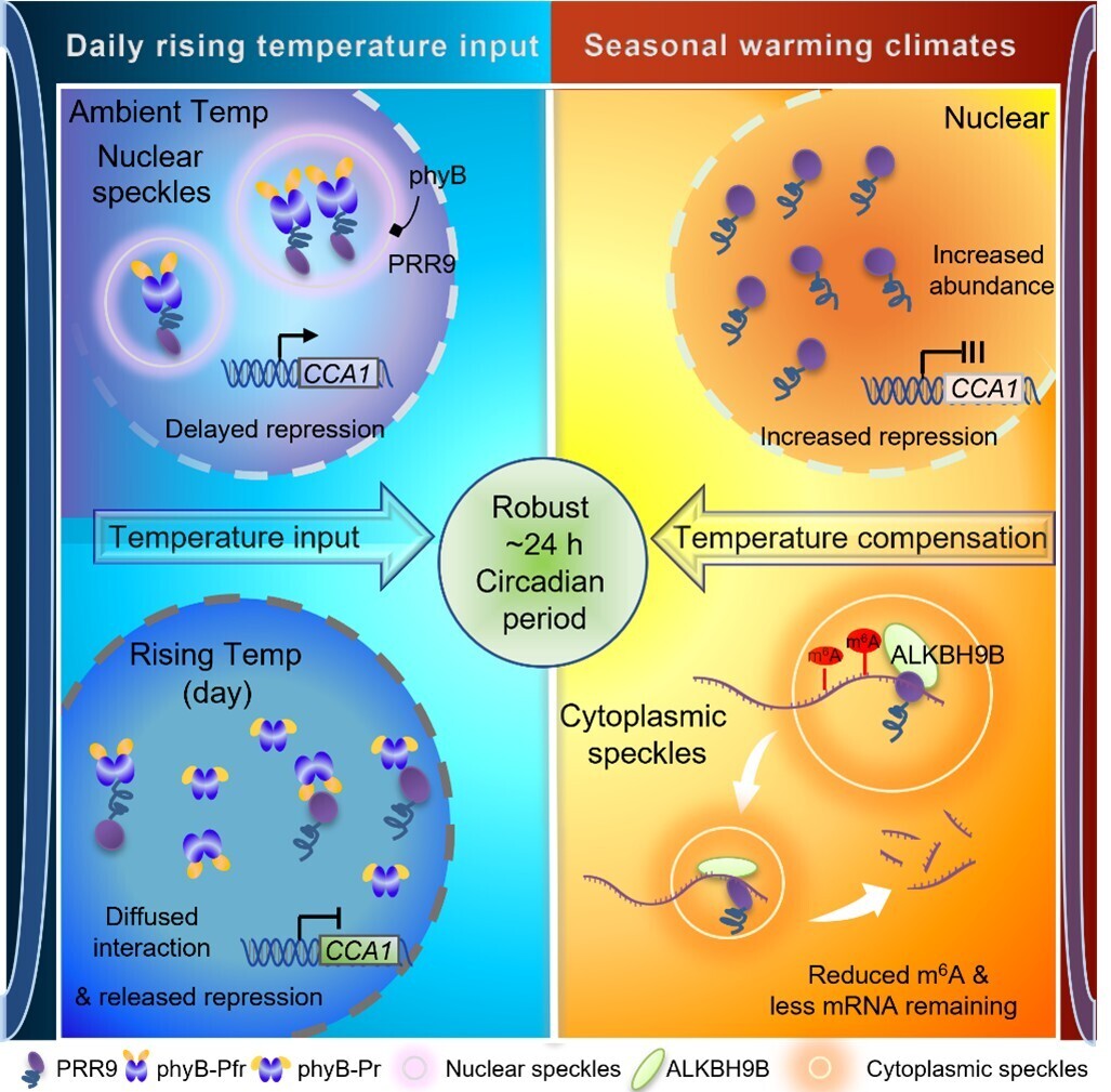植物の体内時計における温度感知機構を解明 （Researchers Reveal Temperature Sensing Mechanism for Timekeeping in Plants）