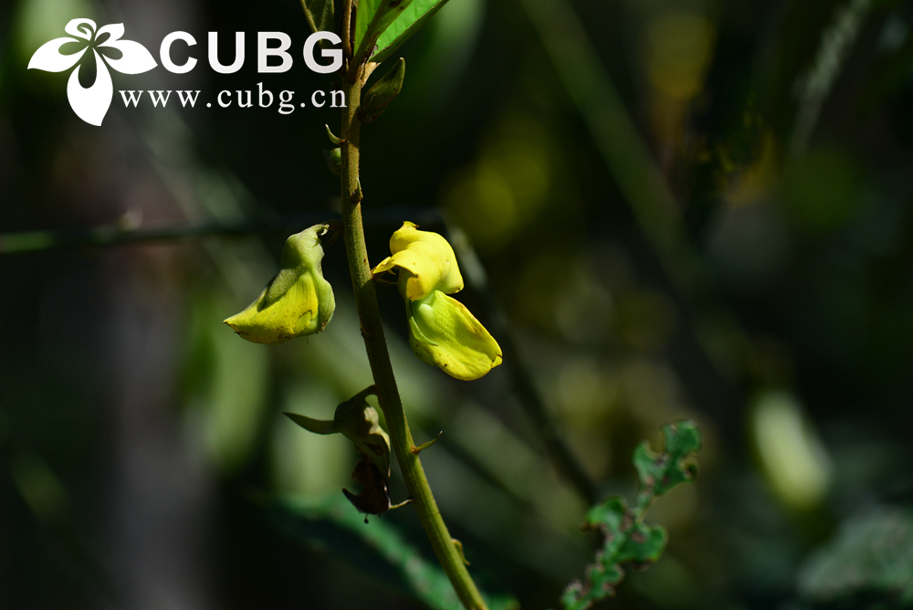Tropical Legumes Grow Better with Different Plant Neighbors When Phosphorus Is Low