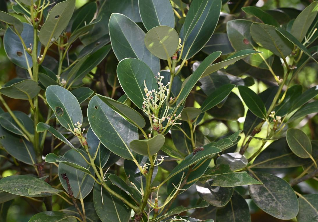 Scientists Discover New <em>Cinnamomum</em> Species in South China's Guangdong