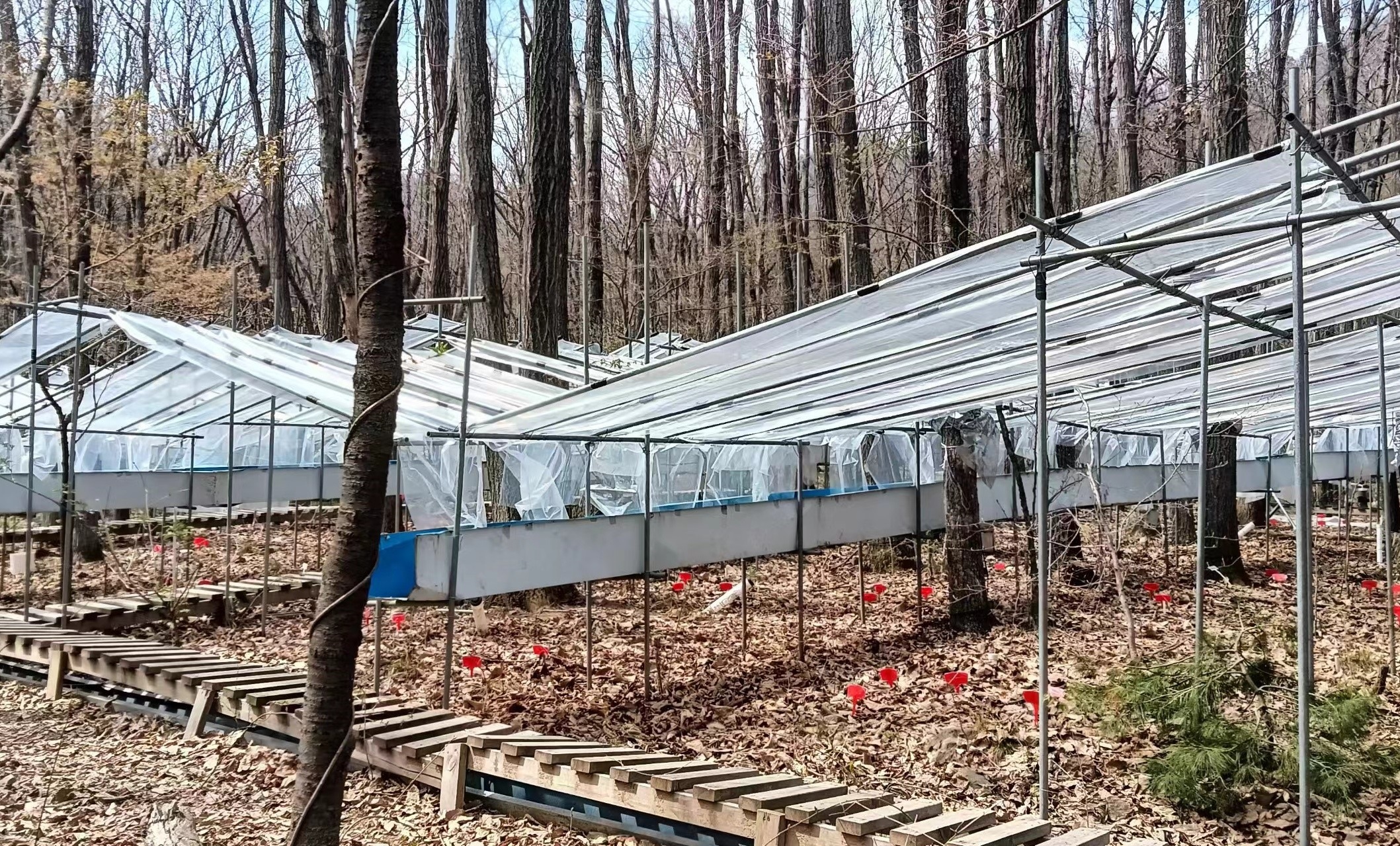 Study: Forest Trees Do Little to Acclimate to Prolonged Drought