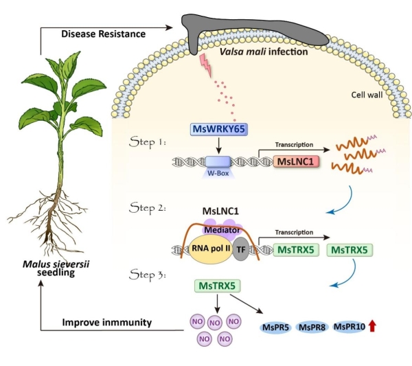野生リンゴが腐爛病に抵抗する分子メカニズムを解明（Study Reveals Resistance Mechanism of Wild Apple Against Valsa Canker）