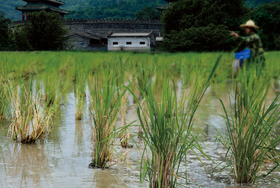 Researchers Reveal Novel Key Gene Controlling Salt Tolerance in Rice