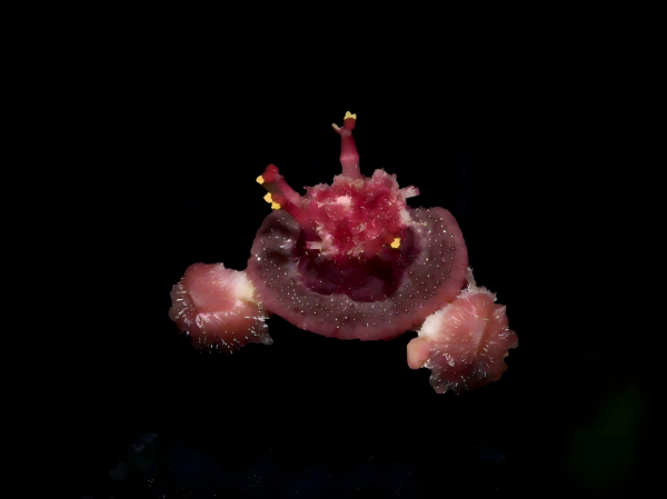 Study Traces Origin of African Succulent <em>Euphorbia</em> Section <em>Monadenium</em> to Early Miocene