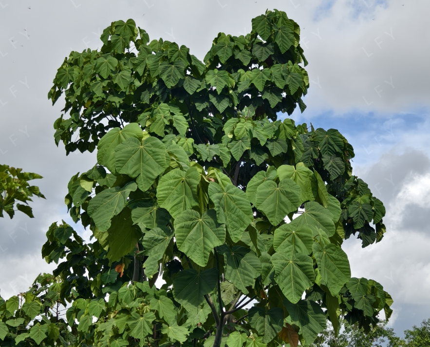 Trait-Based Framework Accelerates Breeding of Light Wood Trees