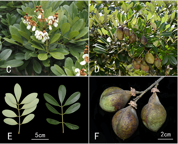 Two New Species of Genus <em>Ormosia</em> Discovered in Guangdong