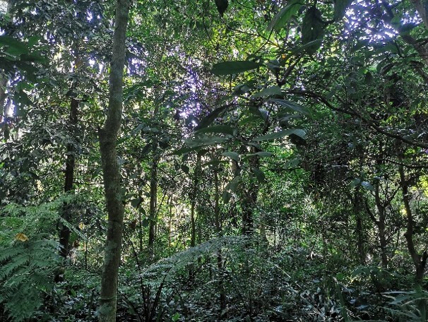 Tropical Forest Restoration Enhances Soil Carbon Storage Through Microbial Activity