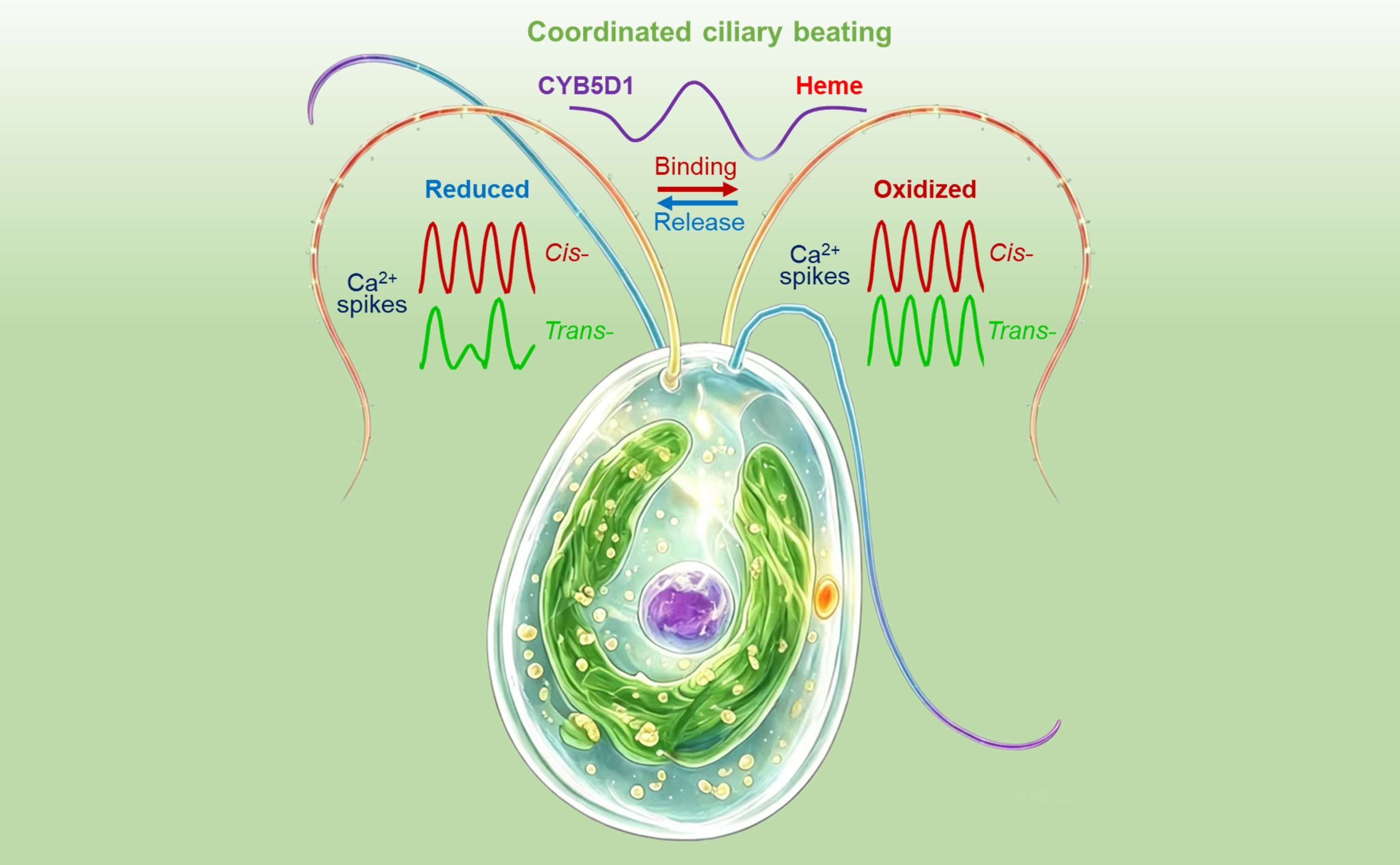Redox‑Calcium Crosstalk Unlocks Secret of Coordinated Ciliary Beating