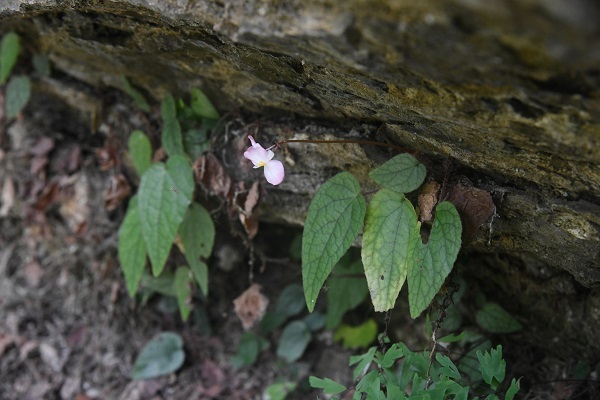 Two New Begonia Species Found in Guangxi Karst Caves