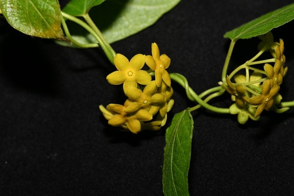 New Genus and Species of Twining Herb Found in Dry-Hot Red River Valleys of Yunnan