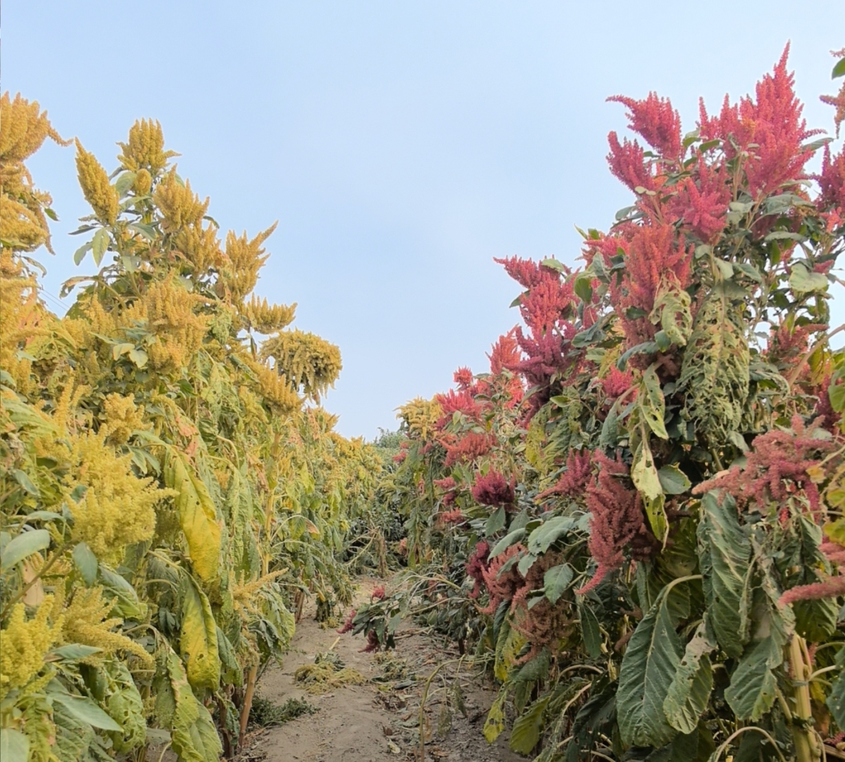 Nanoparticles Help Grain Amaranth Withstand Salt and Alkaline Stress