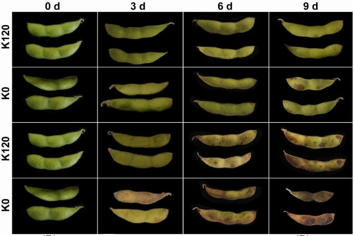 Pre-harvest Potassium and Cold Storage Extend Vegetable Soybean Shelf Life